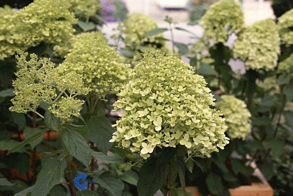 HYDRANGEA PANICULATA 'LIMELIGHT'