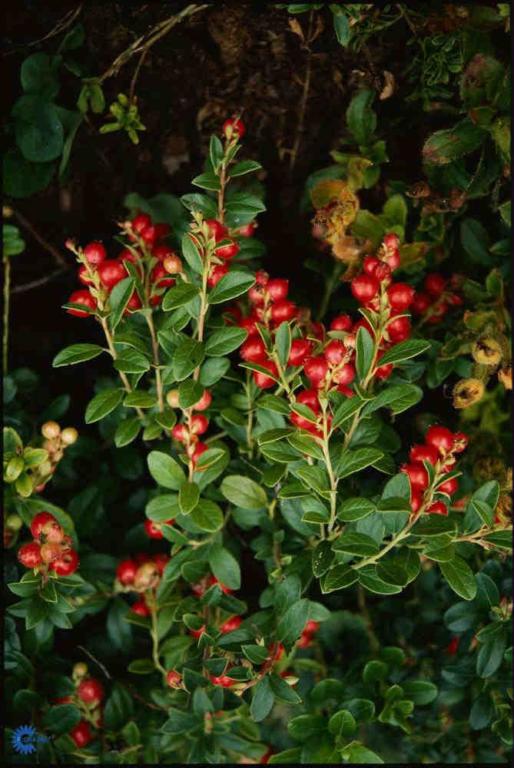 VACCINIUM VITIS-IDAEA 'KORALLE'