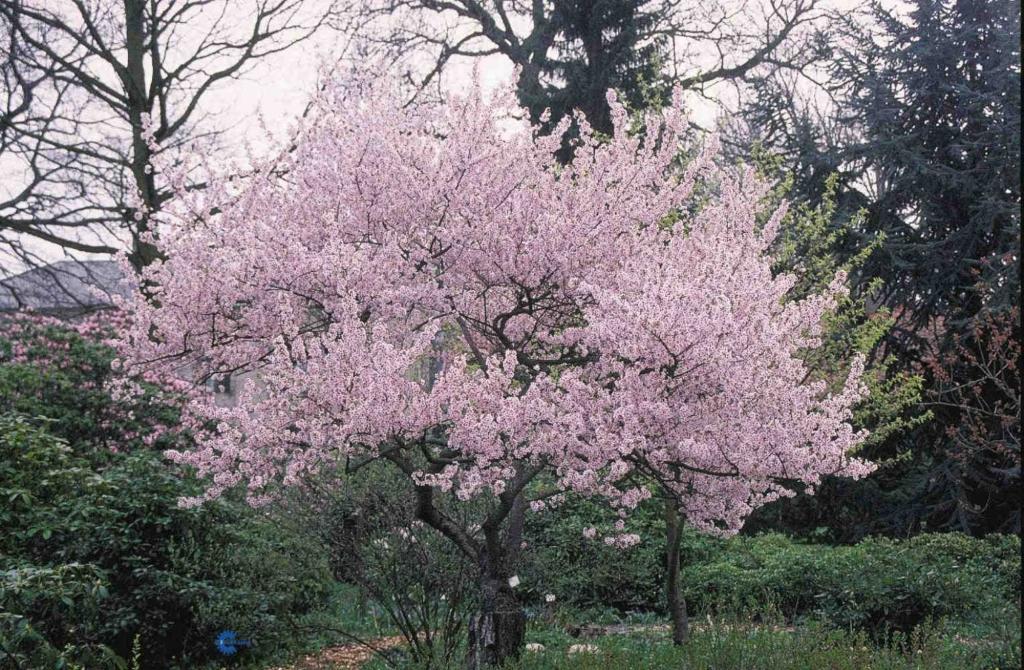 PRUNUS SUBHIRTELLA 'HALLY JOLIVETTE'