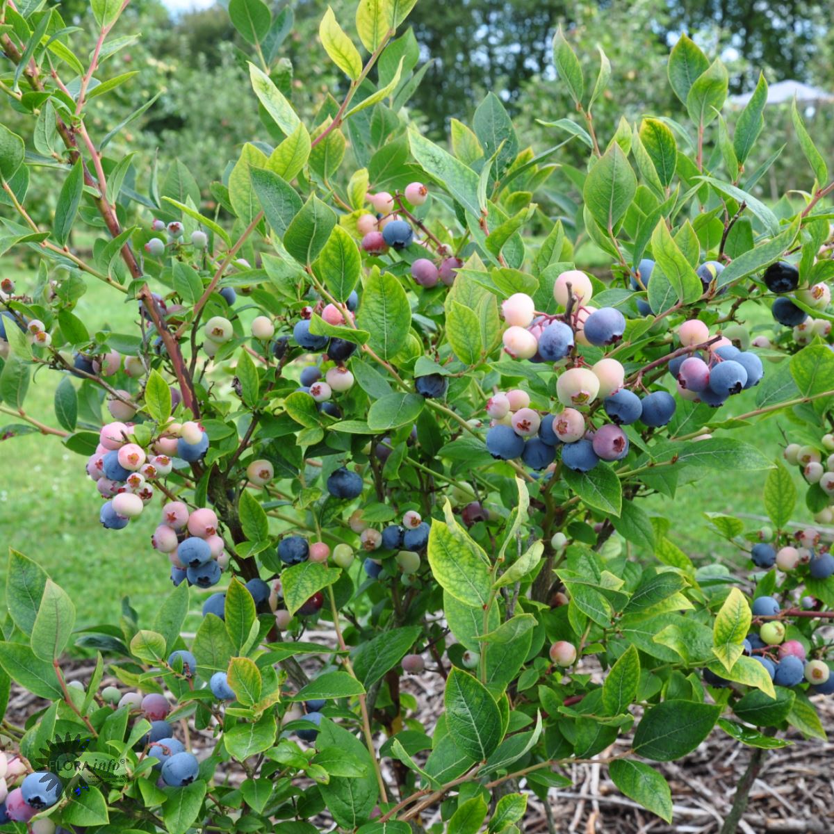 Vaccinium 'Goldtraube'
