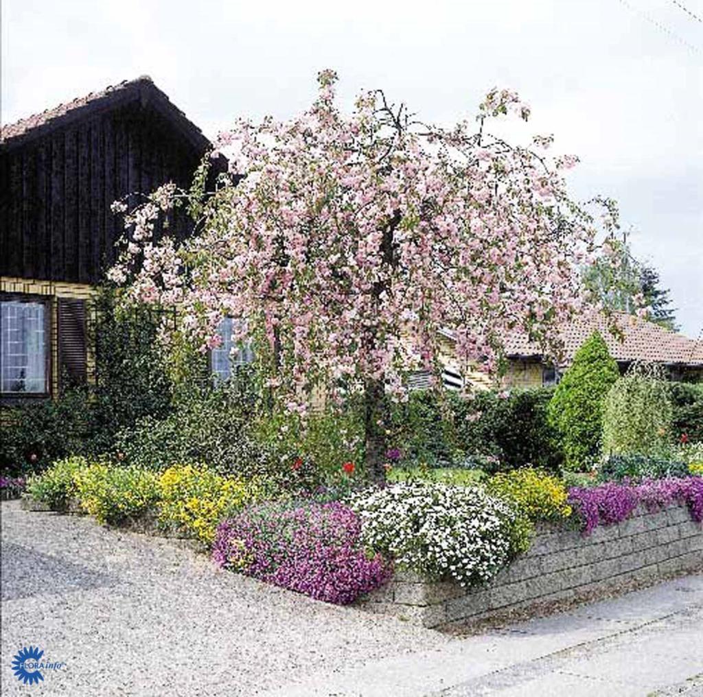 PRUNUS SERRULATA 'KIKU-SHIDARE'