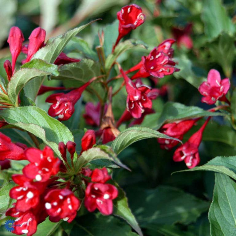 WEIGELA HYBR. 'RED PRINCE'