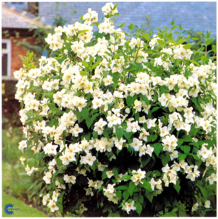 Philadelphus l. 'Belle Etoile'
