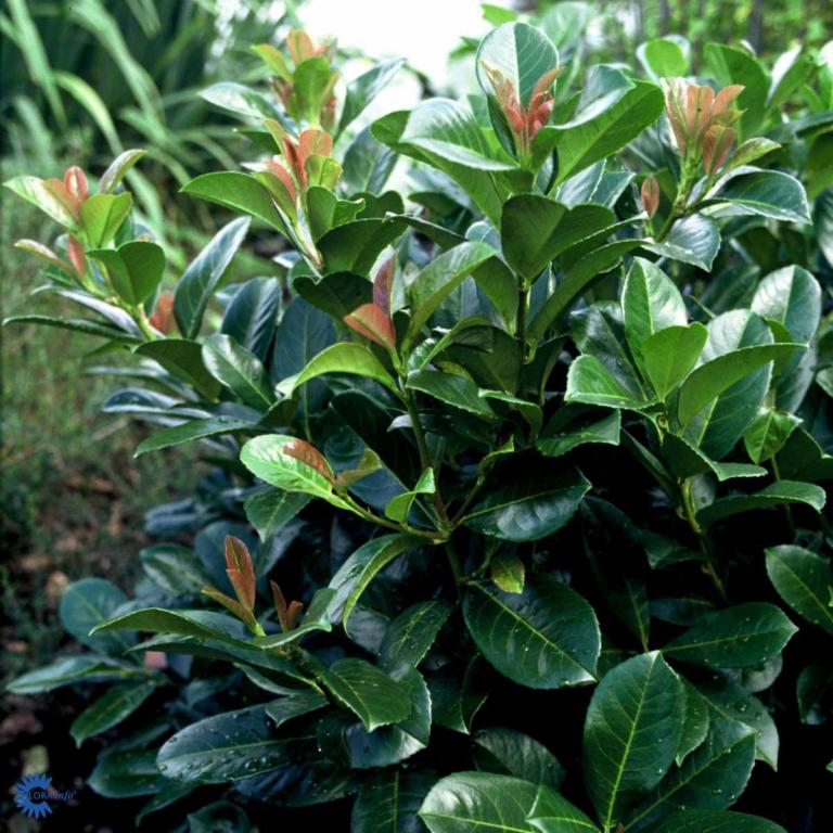 PRUNUS LAUROCERASUS 'ETNA'