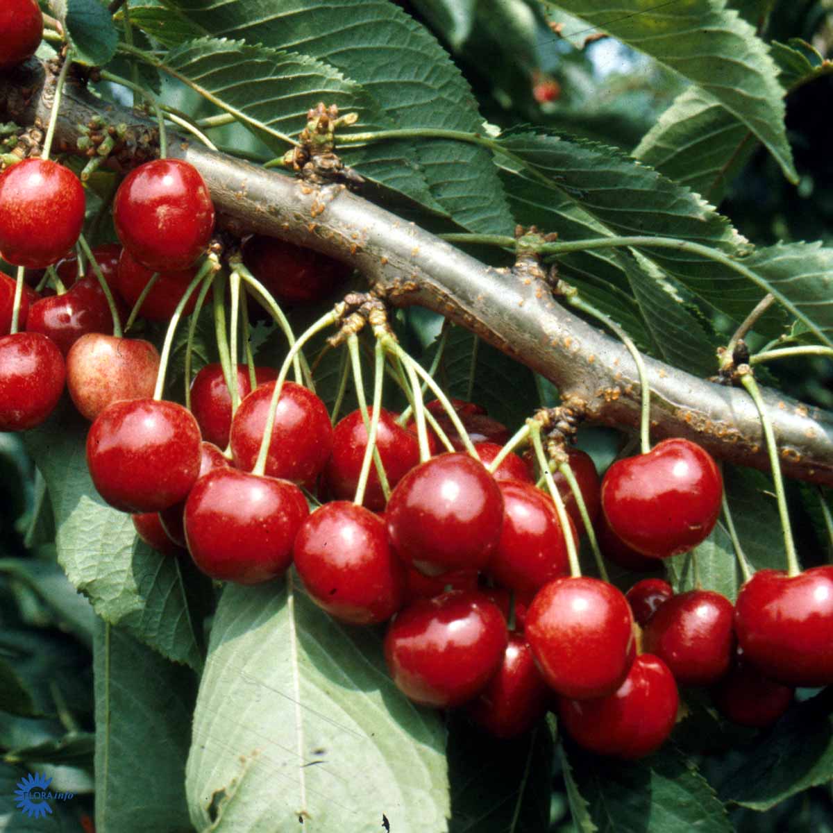 KIRSEBÆR 'LAPINS'