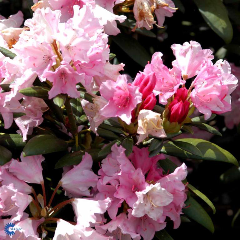 RHODODENDRON 'KALINKA'