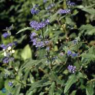 CARYOPTERIS 'HEAVENLY BLUE'