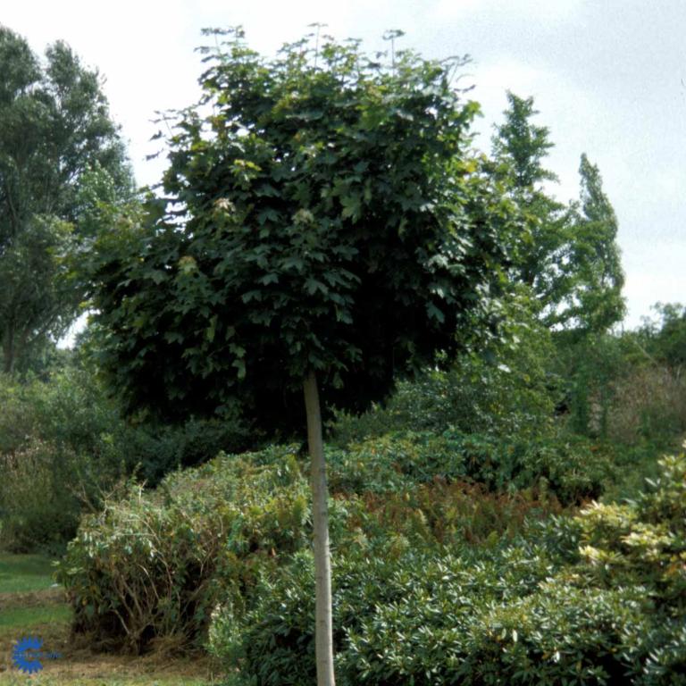 ACER PLATANOIDES 'GLOBOSUM'