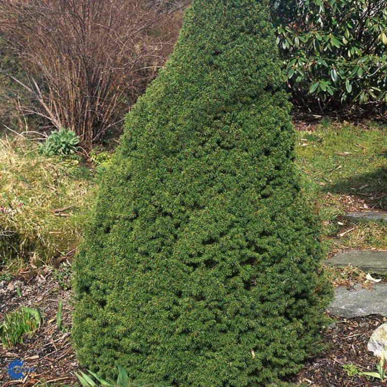 PICEA GLAUCA 'CONICA'
