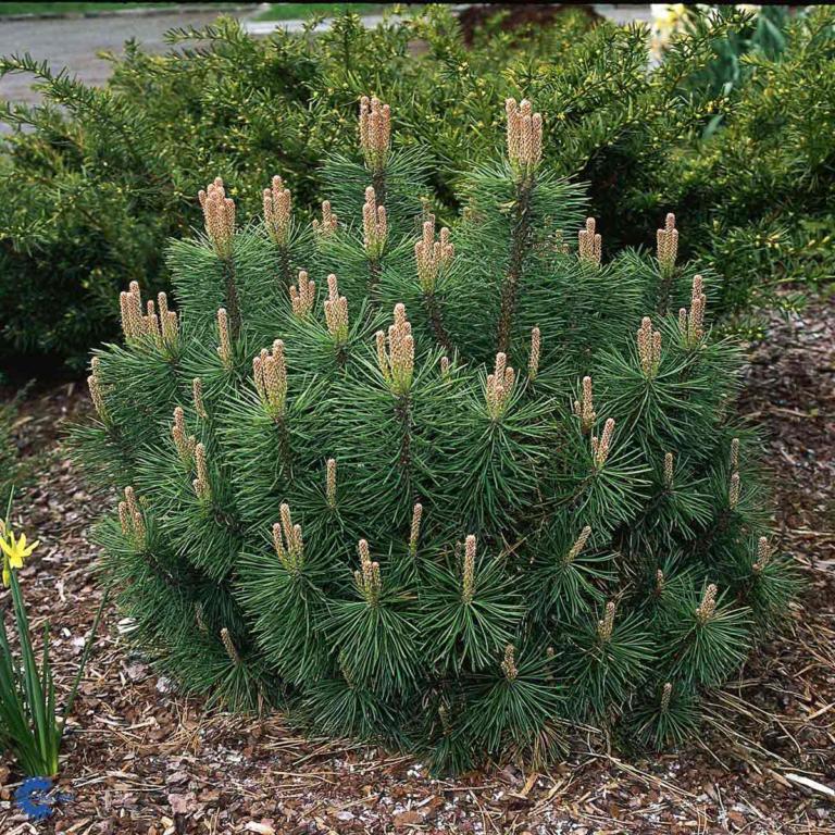 PINUS MUGO VAR PUMILIO