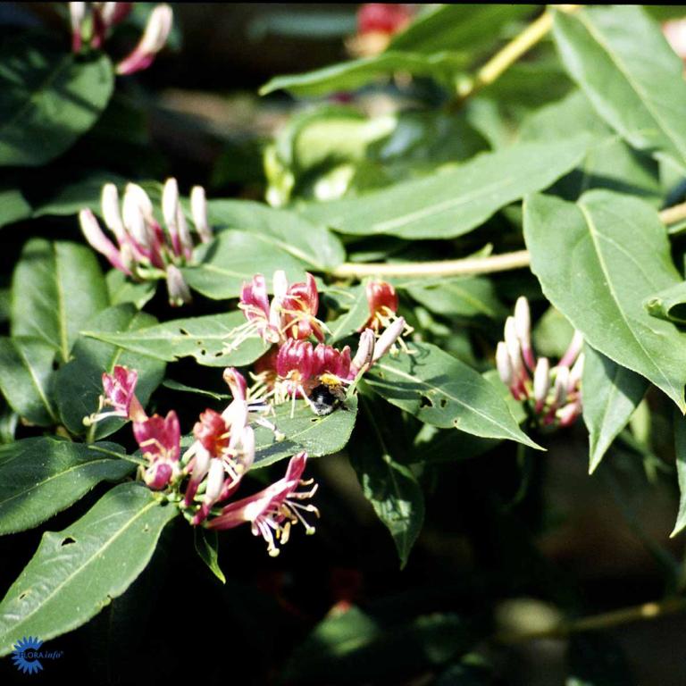 Lonicera henryi 'Copper Beauty' *