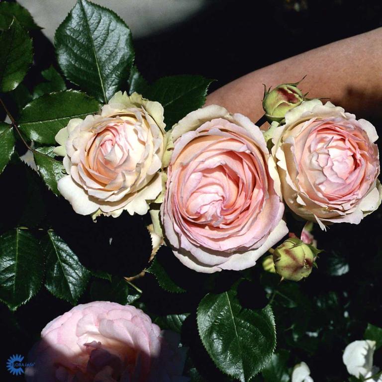 ROSA 'WILLESTRUP®' MEIVIOLIN