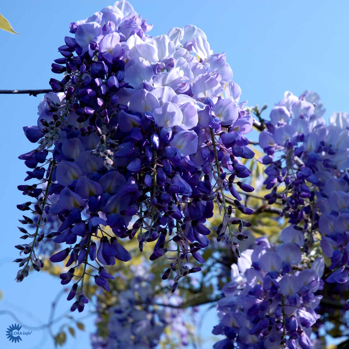 Wisteria sinensis