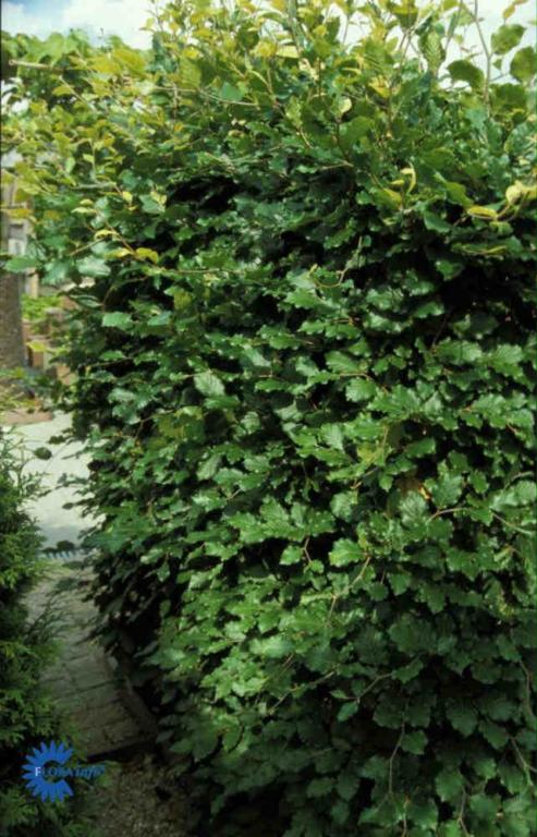 FAGUS SYLVATICA
