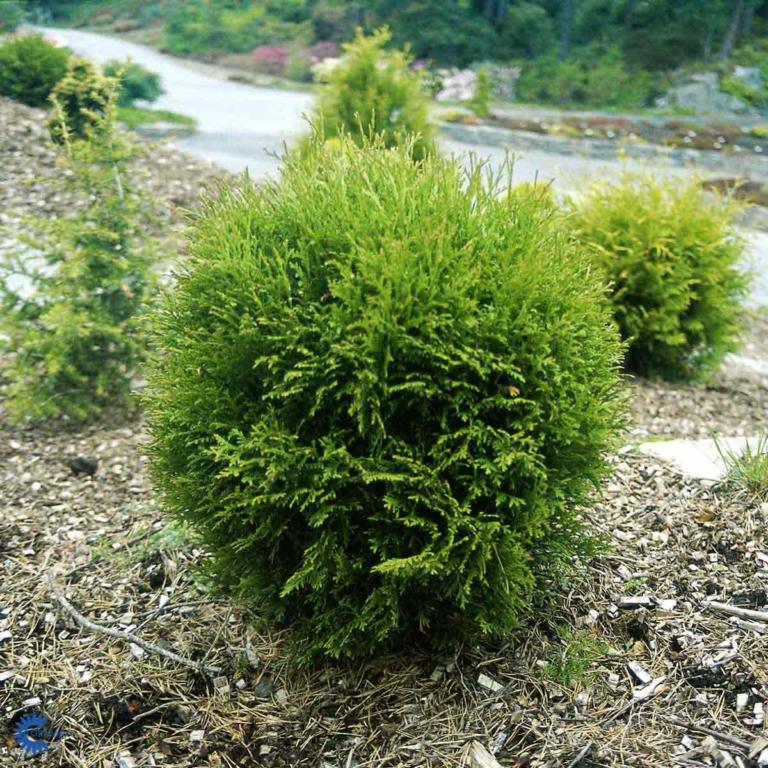 THUJA OCCIDENTALIS 'DANICA'