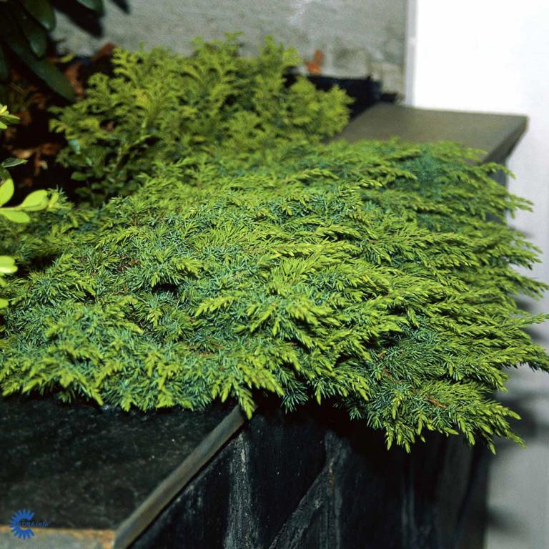 JUNIPERUS COMMUNIS 'GREEN CARPET'