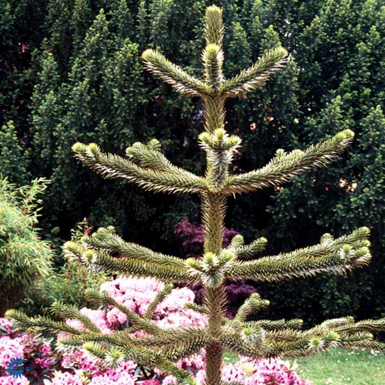 ARAUCARIA ARAUCANA