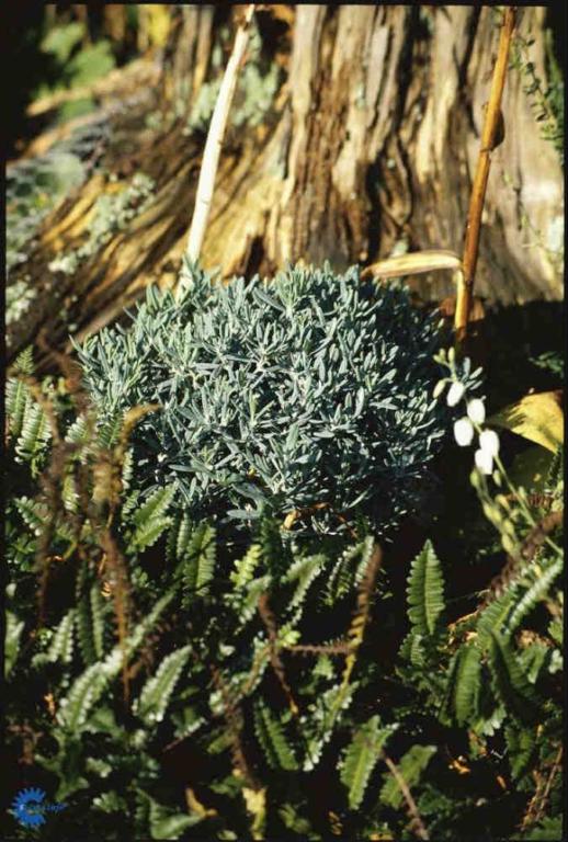 ANDROMEDA POLIFOLIA 'BLUE LAGOON'