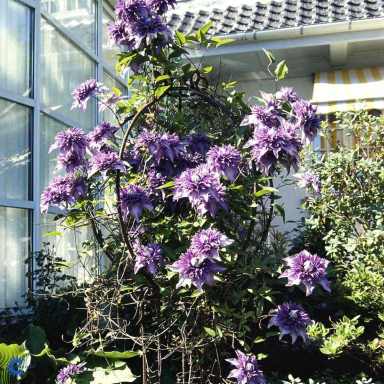CLEMATIS 'MULTI BLUE'