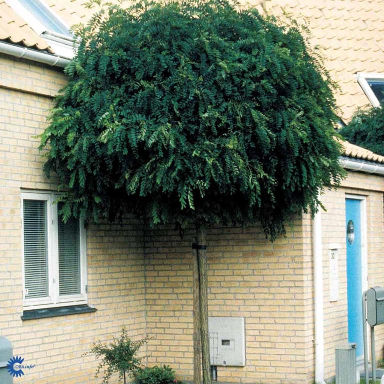 ROBINIA PSEUDOACACIA 'UMBRACULIFERA'