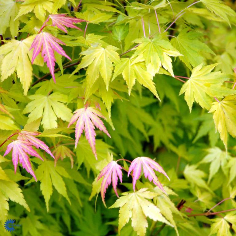 ACER PALMATUM 'ORANGEOLA'