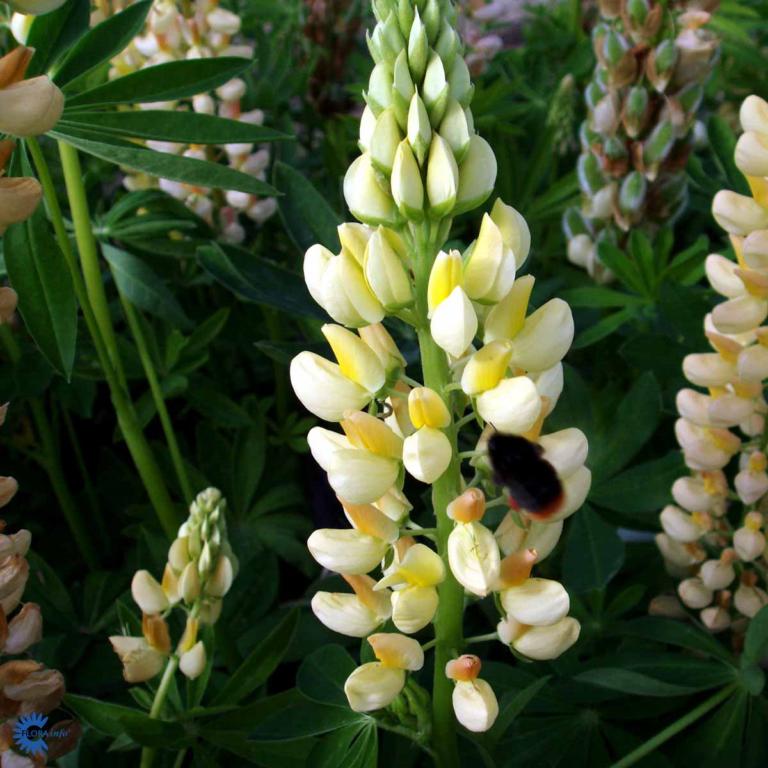 Lupínus polyphýllus  'Kronleuchter'
