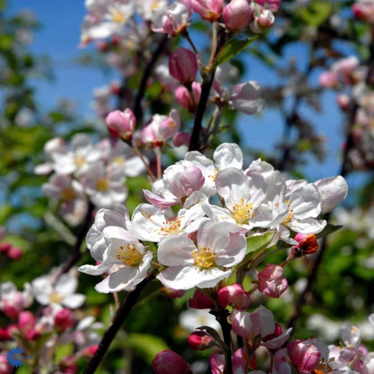 MALUS HYBRID 'EVERESTE'