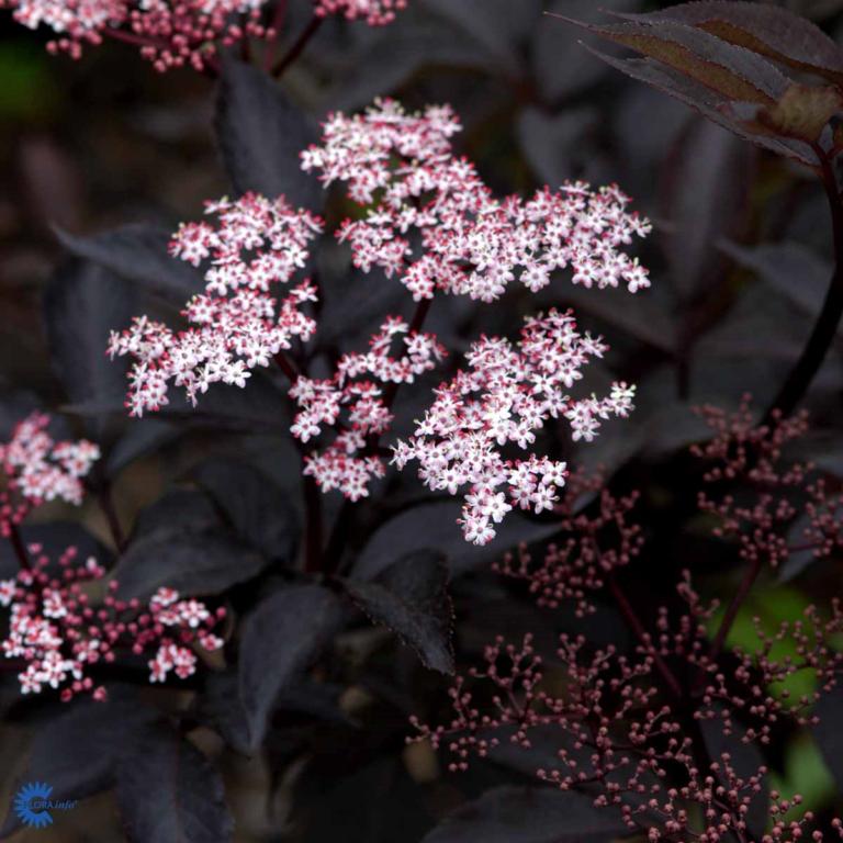 SAMBUCUS nigra 'BLACK LACE'