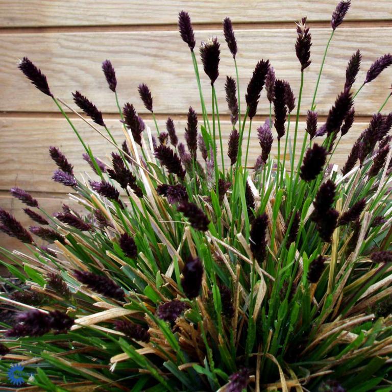 Sesléria heufleriána