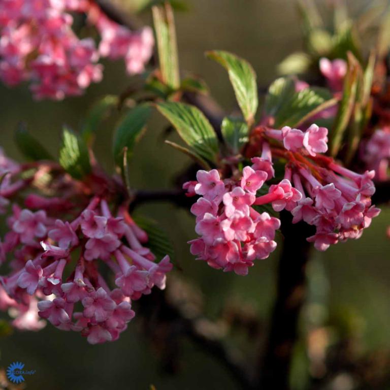 VIBURNUM BODNANTENSE 'DAWN' C5