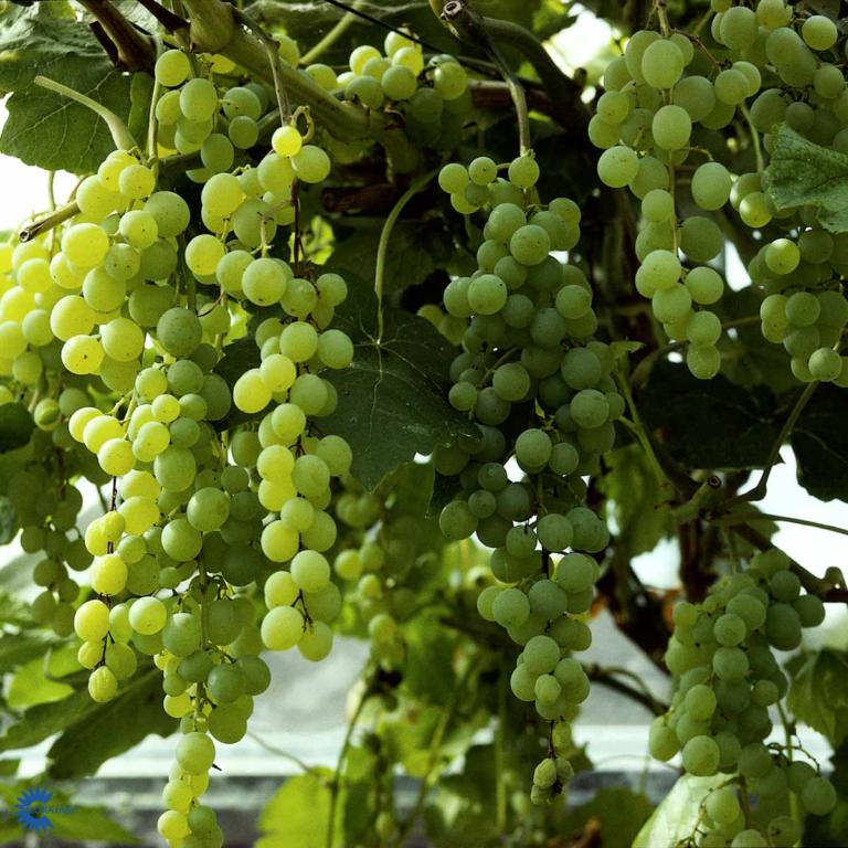 VITIS 'HIMROD'