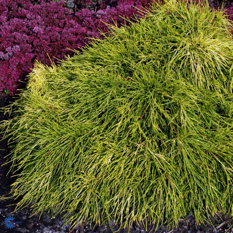 CHAMAECYPARIS PISIFERA 'SUNGOLD'