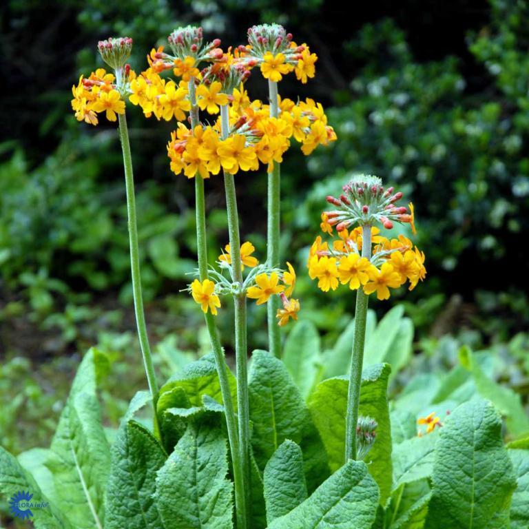 PRIMULA BULLESIANA