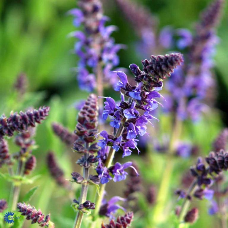 Sálvia nemorósa  'Mainacht'