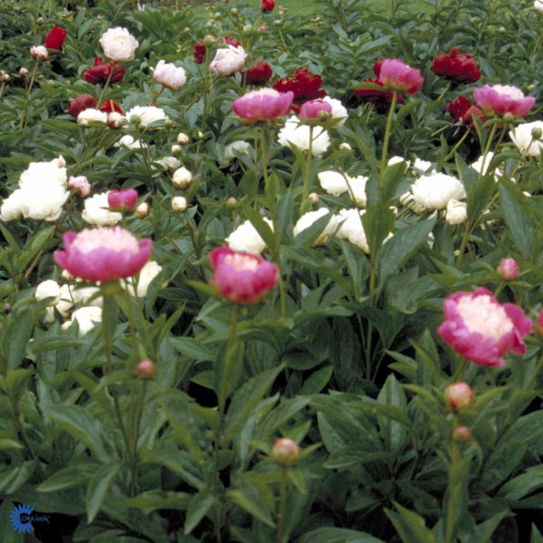 Paeónia lactiflóra  'Shirley Temple'