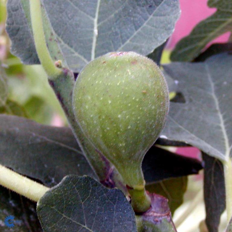 FICUS CARICA 'SMYRNA'