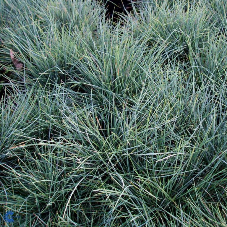 Festuca glauca 'Elijah Blue' 1L