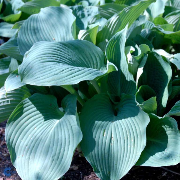 Hósta tardiána  'El Nino'®