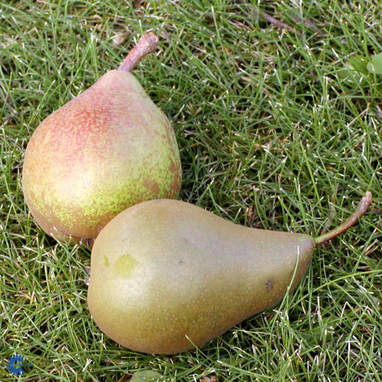 FAMILIETRÆ-PÆRE.TRIO.