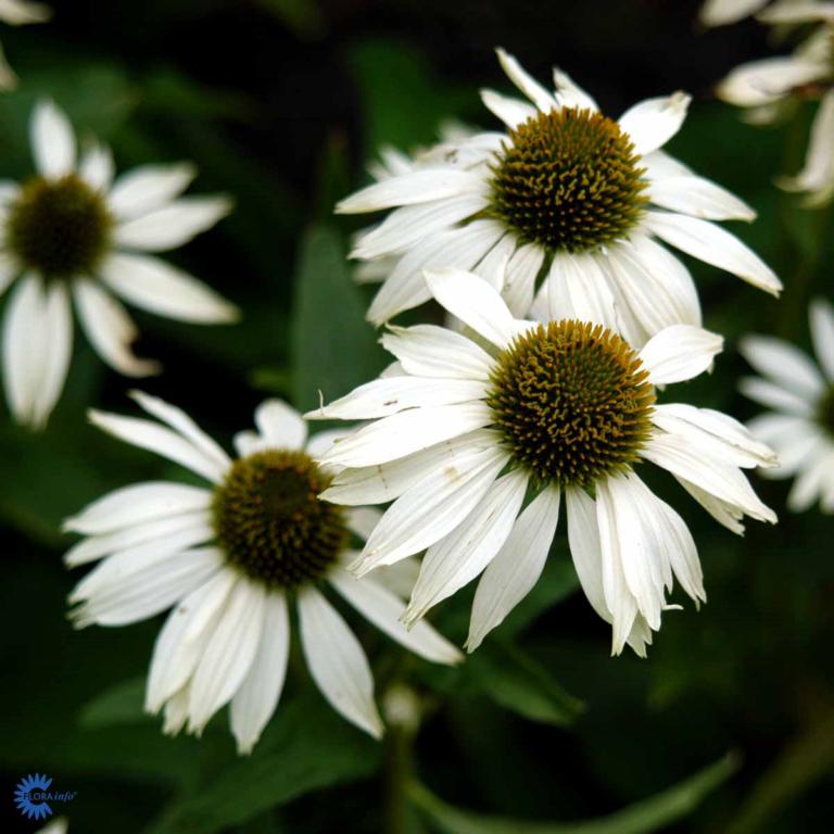 Echinacea purpurea 'White Swan'