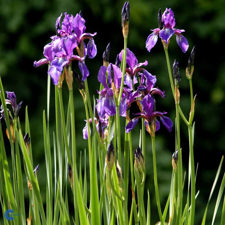 Íris sibírica  'Caesar'sBrother'