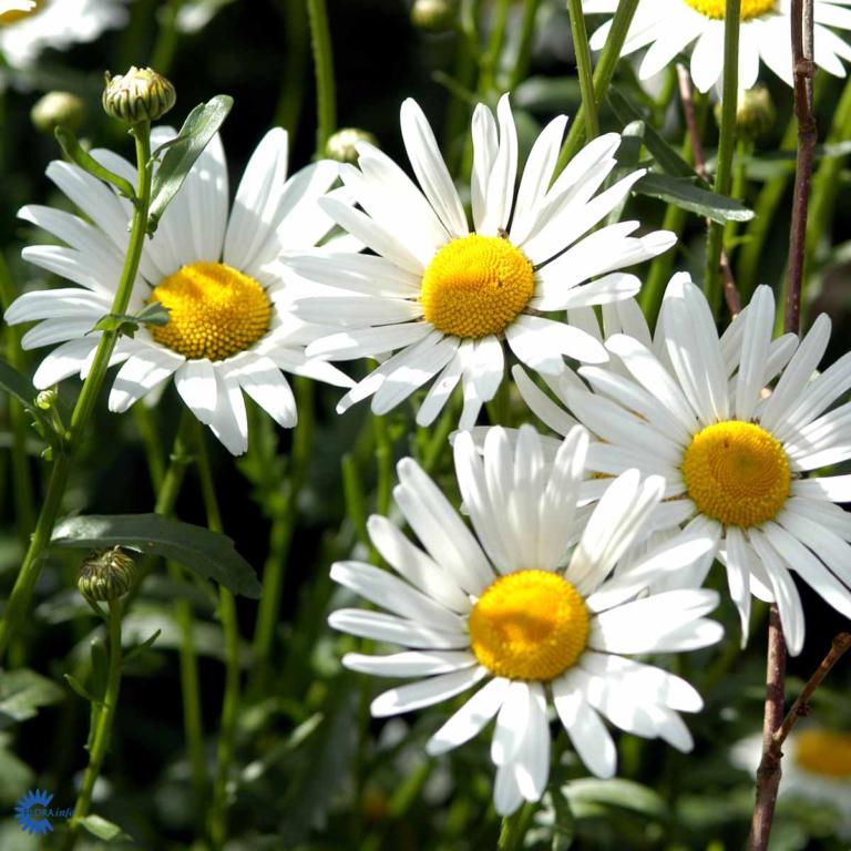 Leucánthemum vulgáre  'Maikönigin'