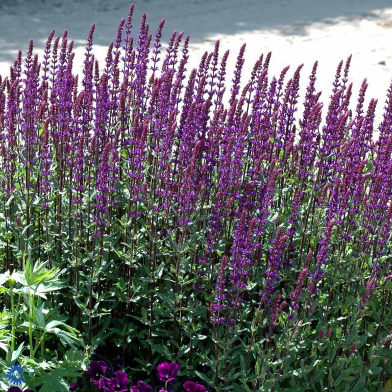 Sálvia nemorósa  'Caradonna'