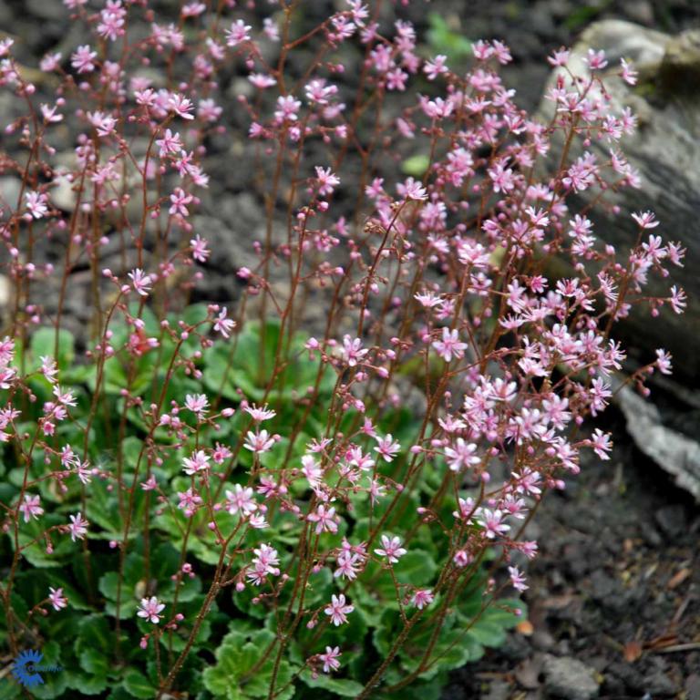 Saxífraga úrbium  'Elliott's Variety'
