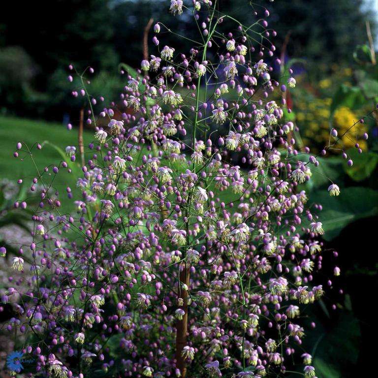 Thalíctrum delaváyi