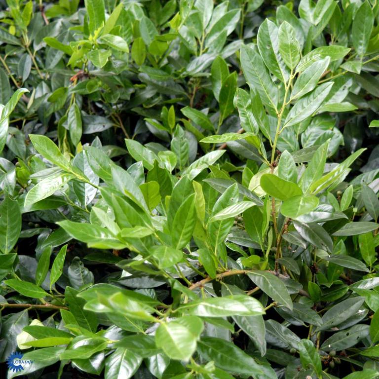 PRUNUS LAUROCERASUS 'NOVITA'