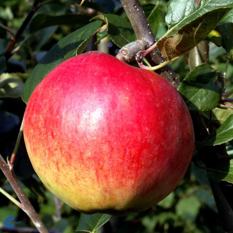 ÆBLE 'AHRISTA'