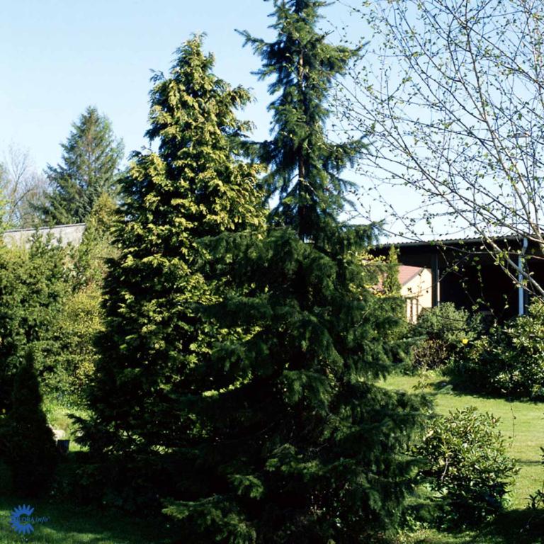 PICEA OMORIKA