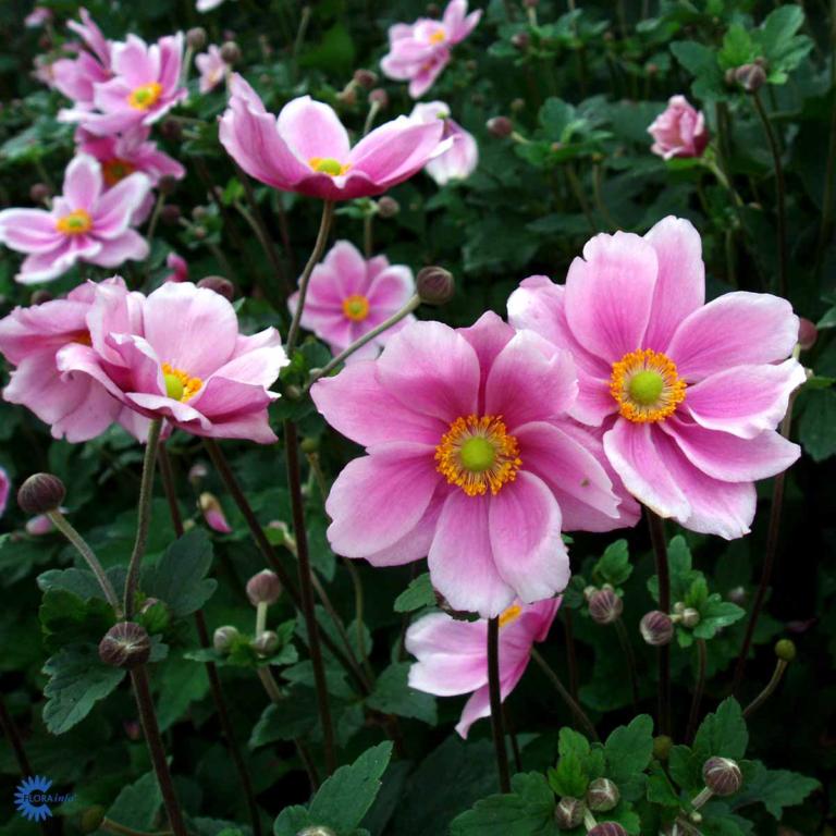 Anemone japonica-hybrid 'Königin Charlot