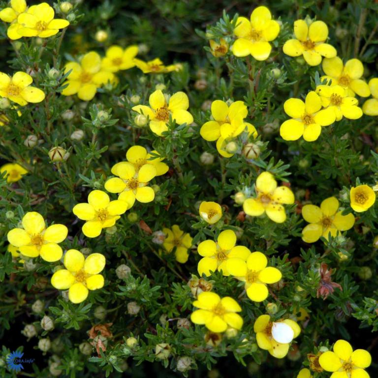 POTENTILLA FRUTICOSA 'GOLDFINGER